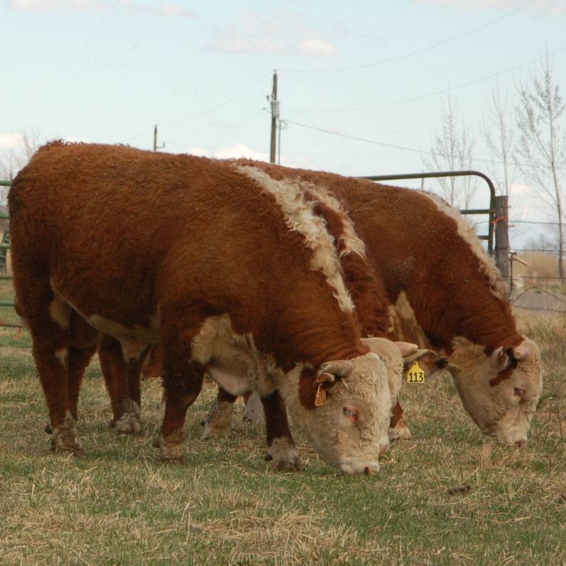 2007 Production Sale