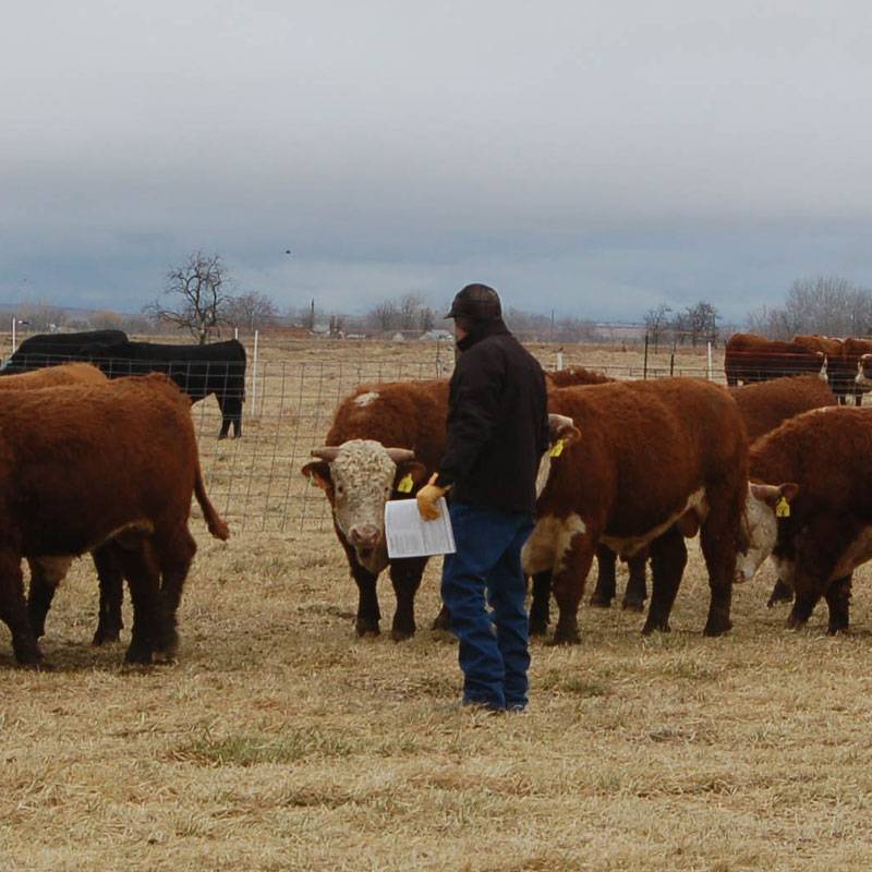 2011 Production Sale Bulls