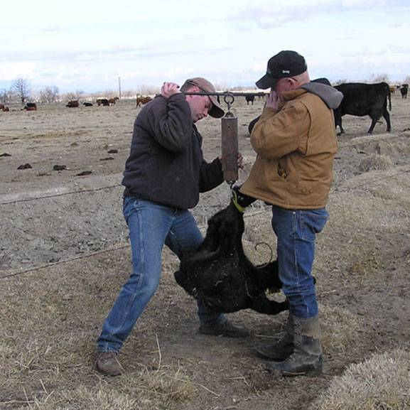 weighing black calf